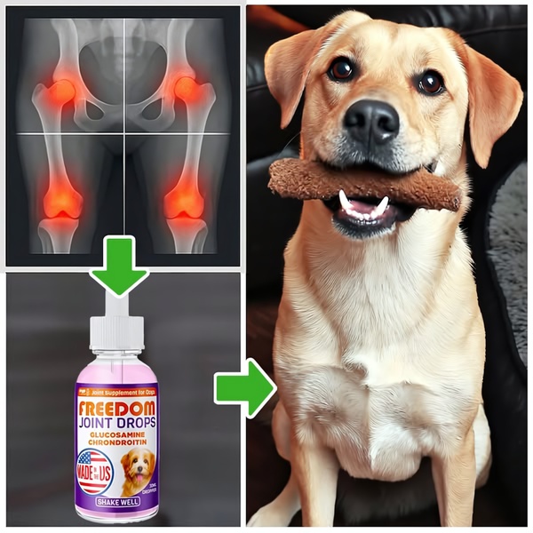 This ad creative uses a medical-style diagram showing joint pain and pairs it with a happy, healthy dog to demonstrate the product benefits.